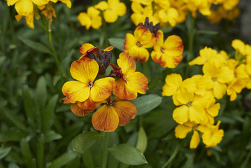 Erysimum cheiri 