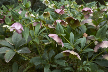 Helleborus orientalis