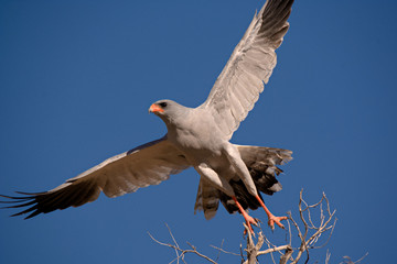 Pale Chanting Goshawk taking off into the wind