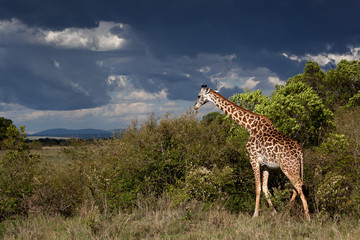 Giraffe