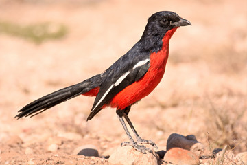 Crimson-breasted shrike perched on a stone while foraging on the ground