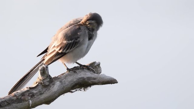 White wagtail juvenile bird (Motacilla alba) sitting on a branch and polishing its feathers.