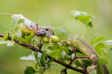 Green lizard
