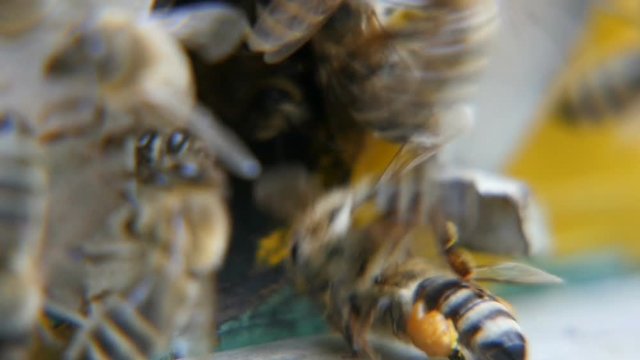 Marvelous macro shot of laborious bees entering the hive hole and bringing honey to their honeycombs. They look busy, funny and shaggy, in a sunny day in summer 