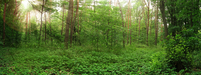 Fototapeta premium green forest