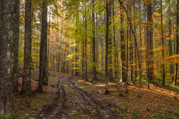 Sunlight breaks through the old branches of autumn forest