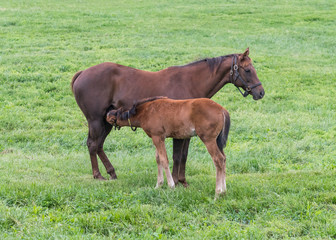 Foal Nurses in Green Pasture