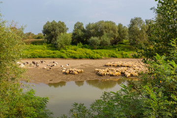 Pastoral scenery with herd of sheep and goats along river bank, in Eastern Europe, in spring