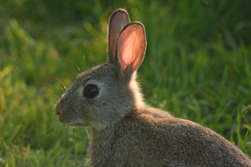 Wild rabbit with backlit ears in Seaton Wetlands, Devon