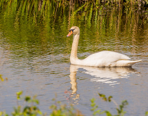 White swan enjoying the spring weather on water at Mere Sands Wood, Lancashire, UK
