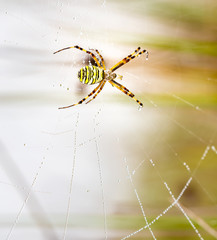 Wasp spider, Argiope, spider web covered by water droplets and morning dew