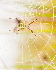 Wasp spider, Argiope, spider web covered by water droplets and morning dew