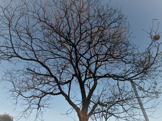 Árvore desenhando o céu.