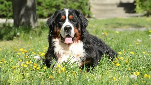 Bernese Mountain Dog (Berner Sennenhund)