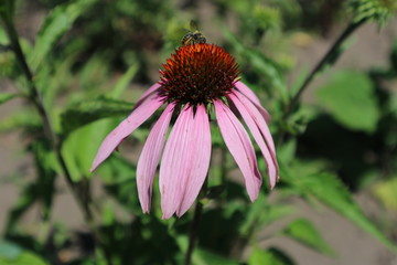 Echinacea purpurea flower (eastern purple coneflower) with bee