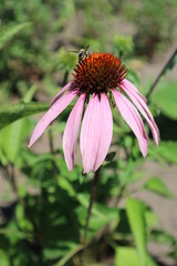 Echinacea purpurea flower (eastern purple coneflower) with bee