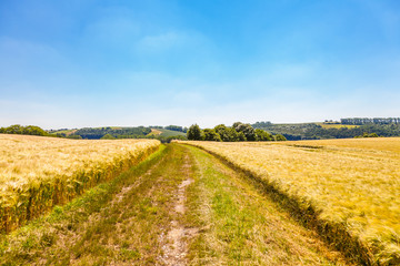 Agrar Landschaft im Hochsommer
