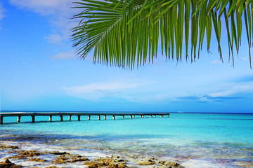 Caribbean sea and palm leaves.