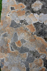 Lichen gris et orange