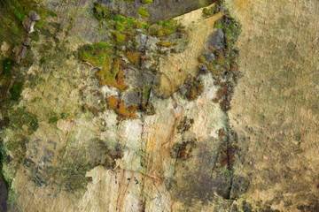 Moss on smooth stone close up