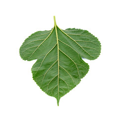 Fototapeta premium Mulberry leaves isolated on white background