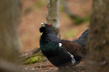 Capercaillie - Mating ritual - Display
