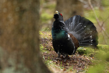 Capercaillie - male display