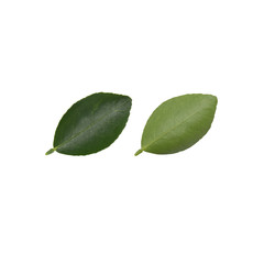 lemon leaves  on a white background