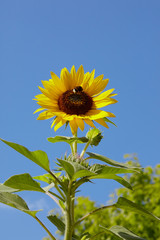 Gelbe Sonnenblume vor blauem Himmel ohne Wolken mit Hummel