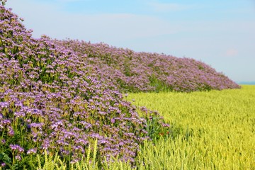 Obraz premium getreidefeld und phacelia
