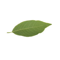 custard apple leaves  on a white background