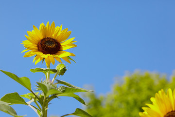 Gelbe Sonnenblume vor blauem Himmel ohne Wolken