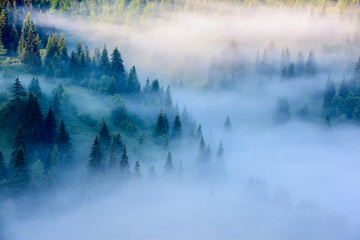 Naklejki  Mgłowy krajobraz w górach. Piękny poranek krajobraz z drzewami we mgle.