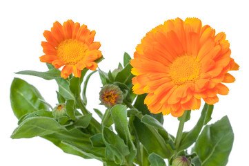 Close-up Calendula. Flowers with leaves isolated on white