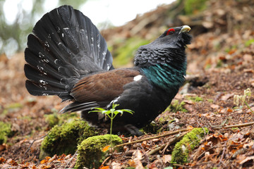 Capercaillie - male display