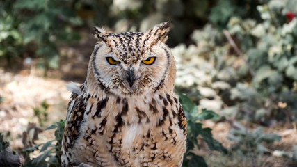 Eule / Greifvogel Nahaufnahme