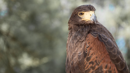 Falke / Greifvogel Nahaufnahme