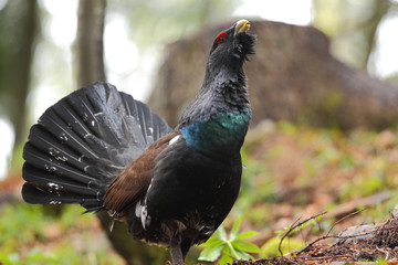 Capercaillie - male display