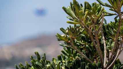 Pflanzen auf Malta - Hintergrund