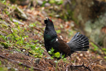 Capercaillie - Mating ritual