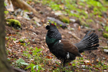 Capercaillie - male display - 161962836