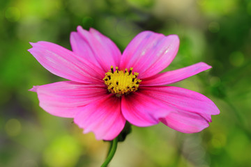 Obraz premium Pink Cosmos flower isolated.