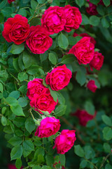 Red Roses in the garden.