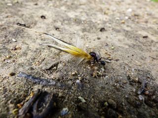 Soldier ant carrying a piece of flower