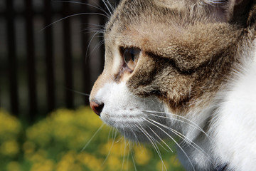 A brown and white cat face profile on a rural background