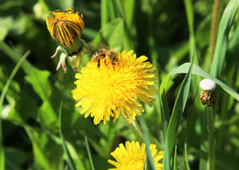 Dandelions on a field with a bee gathering nectar