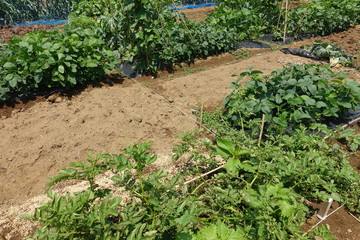 ６月の菜園