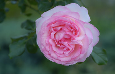 Pink peony flower bloom on natural background