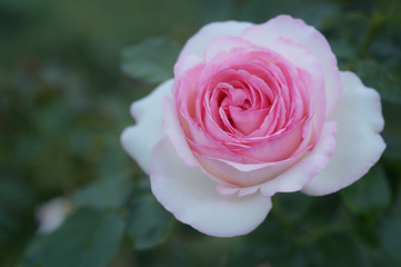 Pink peony flower on natural background