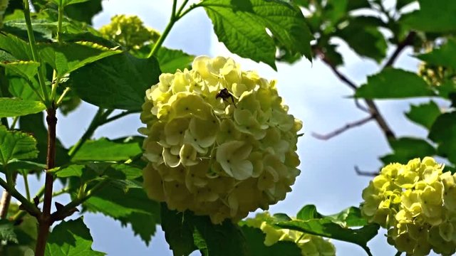 bee pollinates the blooming viburnum